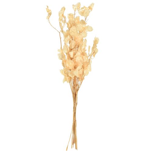 Artikel Gedroogd zilverblad Lunaria Champagne 65-70cm 20g