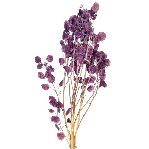 Floristik24 Gedroogd zilverblad Lunaria maanviolet paars 65-70cm 20g