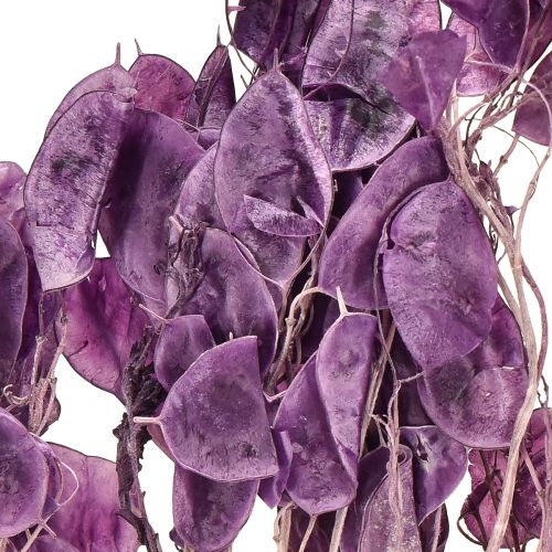Artikel Gedroogd zilverblad Lunaria maanviolet paars 65-70cm 20g