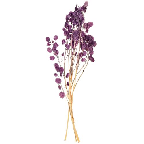 Artikel Gedroogd zilverblad Lunaria maanviolet paars 65-70cm 20g