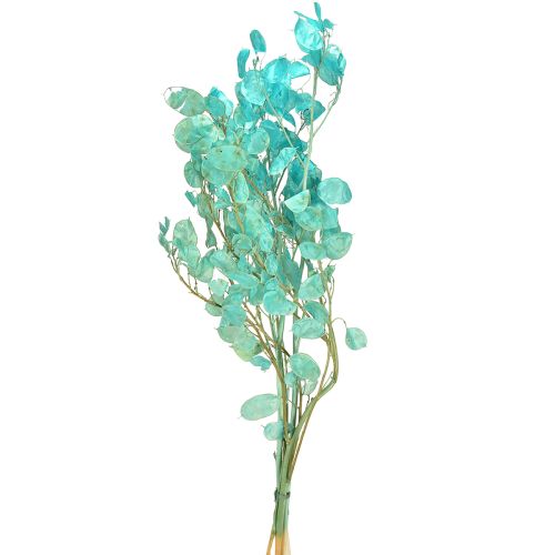 Zilverblad gedroogd maanviooltje Lunaria lichtblauw 65-70cm 20g