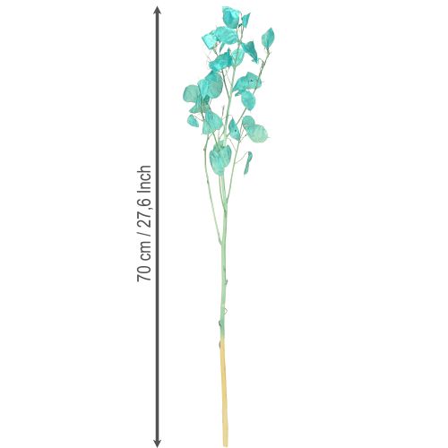 Artikel Zilverblad gedroogd maanviooltje Lunaria lichtblauw 65-70cm 20g