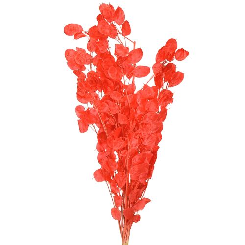 Gedroogd zilverblad Lunaria rood 65-70cm 20g
