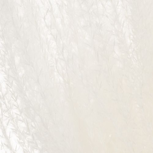 Artikel Gedroogde bloemen, zilvergras. Elegante natuurlijke decoratie voor thuis en op kantoor. 70 cm, 10 stuks.