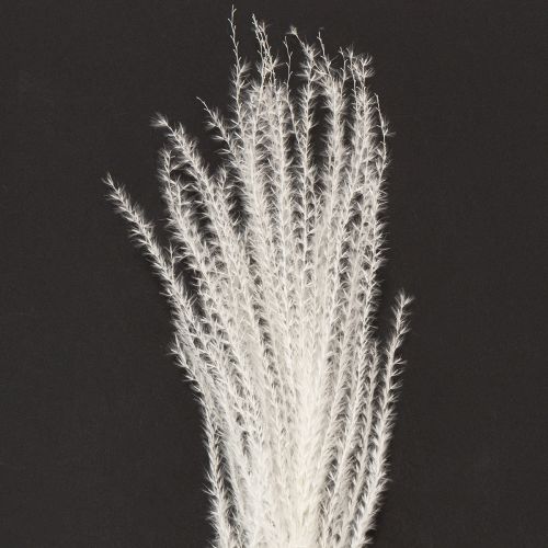 Artikel Gedroogde bloemen, zilvergras. Elegante natuurlijke decoratie voor thuis en op kantoor. 70 cm, 10 stuks.