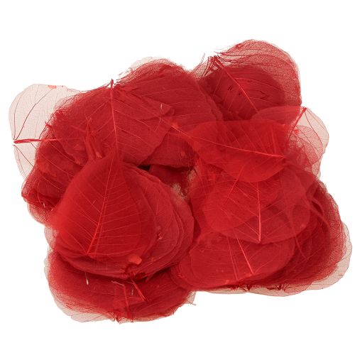 Artikel Skeletbladeren Bodhibladeren geskeletteerd rood 5-15cm 200 stuks