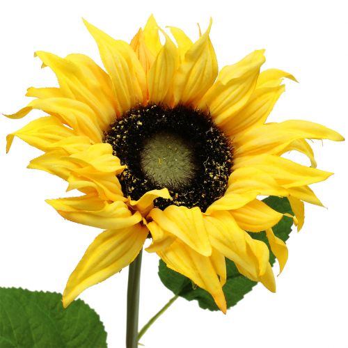 Floristik24 Langgesteelde zonnebloem geel 53cm