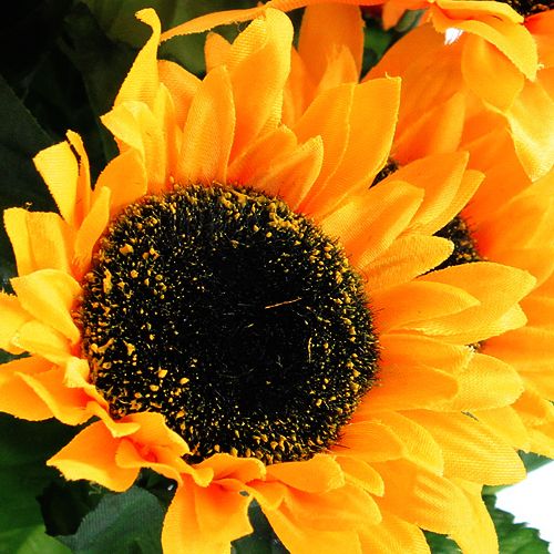 Floristik24 Zonnebloemstruik 40cm
