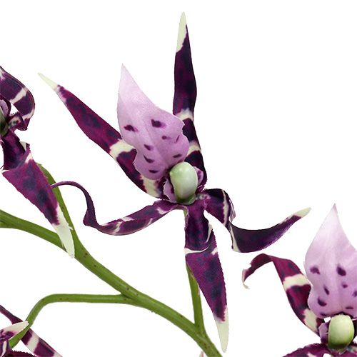 Artikel Spinorchideeën Brassia paars 108cm 3st
