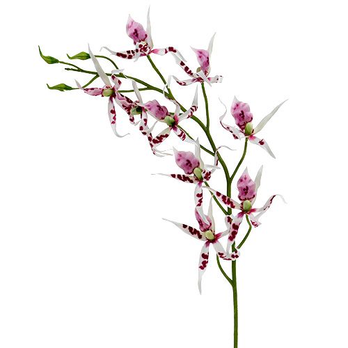 Floristik24 Spinorchideeën Brassia Roze-Wit 108cm 3st