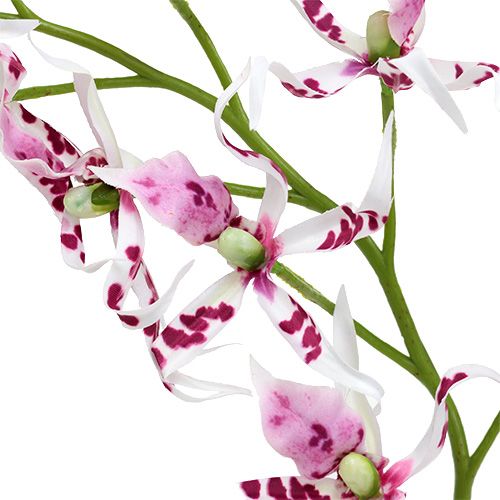 Floristik24 Spinorchideeën Brassia Roze-Wit 108cm 3st