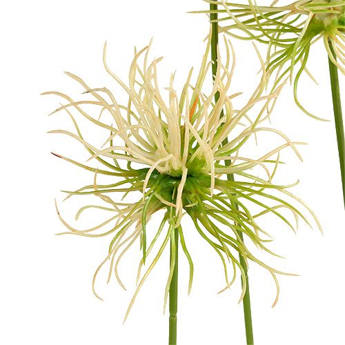 Floristik24 Klittakken creme-groen 63cm 4st