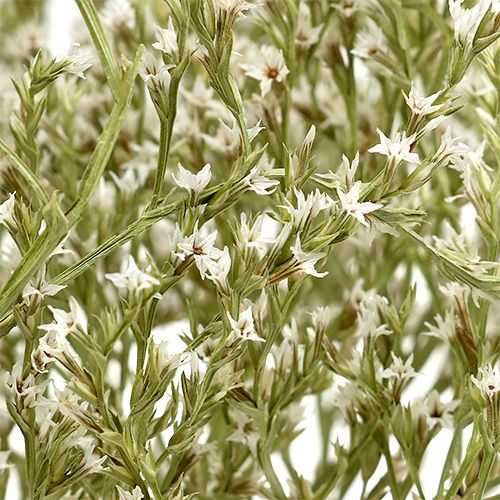 Artikel Lamsoor Statice Tatarica gedroogde bloemen natuurlijk 2kg