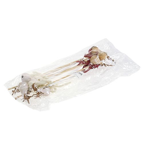 Floristik24 Moose plug naturel, wit 7cm L30cm 8st