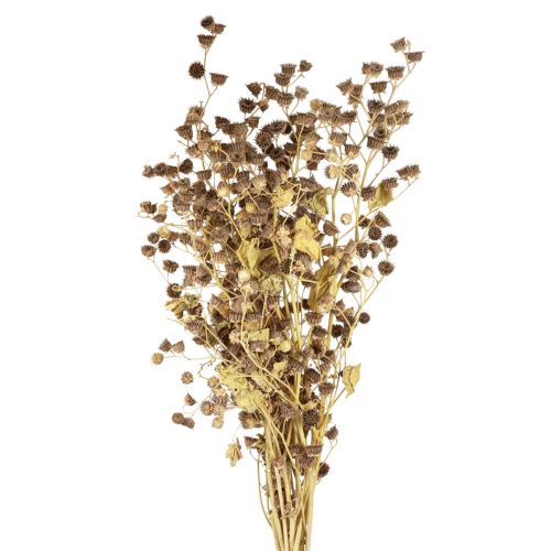 Floristik24 Droogbloemen decoratie decoratieve takken Stefani tak 95cm 200g