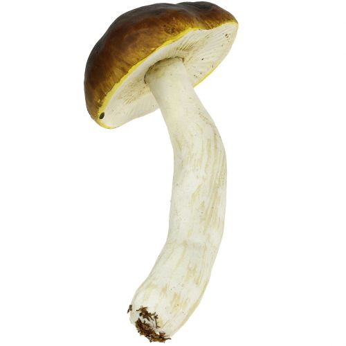 Floristik24 Eekhoorntjesbrood bruin H8cm - 20cm 6st