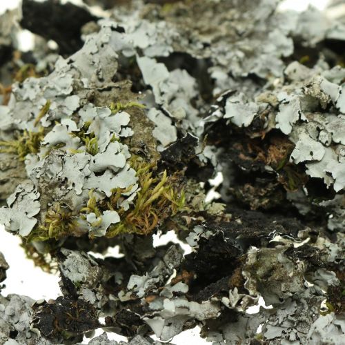 Floristik24 Korstmos natuurlijke decoratie met mosgrijs 500g