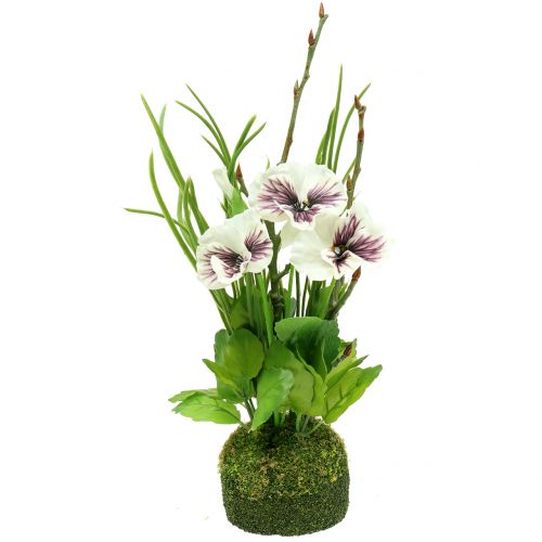 Viooltje met mosbol wit 31cm
