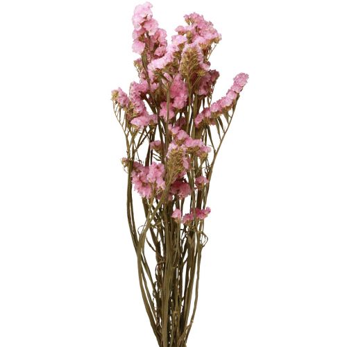 Floristik24 Strand Lila Roze Limonium Gedroogde Bloemen 60cm 50g