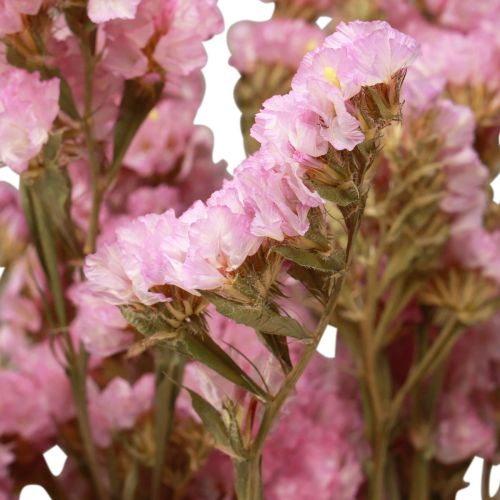 Floristik24 Strand Lila Roze Limonium Gedroogde Bloemen 60cm 50g