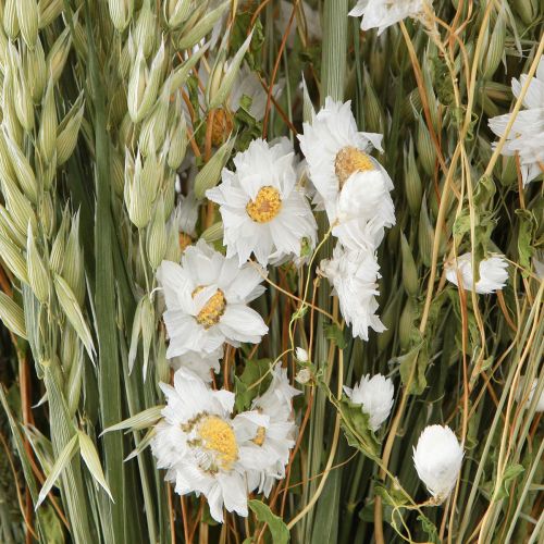 Floristik24 Boeket droogbloemen witte strobloemen haver Lagurus 55cm