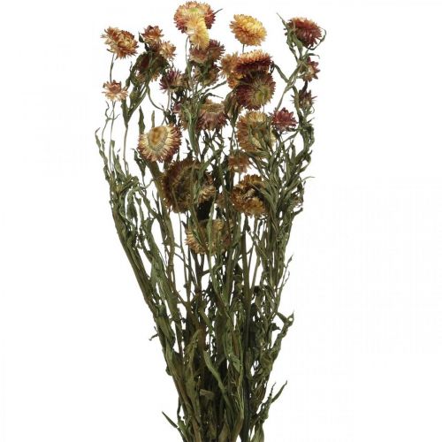 Floristik24 Strobloem Geel, Rood gedroogde Helichrysum gedroogde bloem 50cm 60g