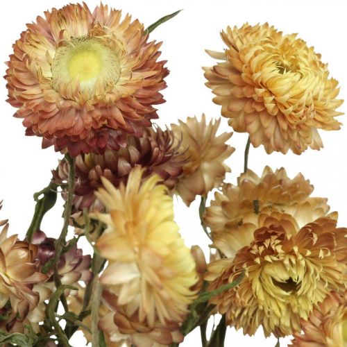 Artikel Strobloem Geel, Rood gedroogde Helichrysum gedroogde bloem 50cm 60g