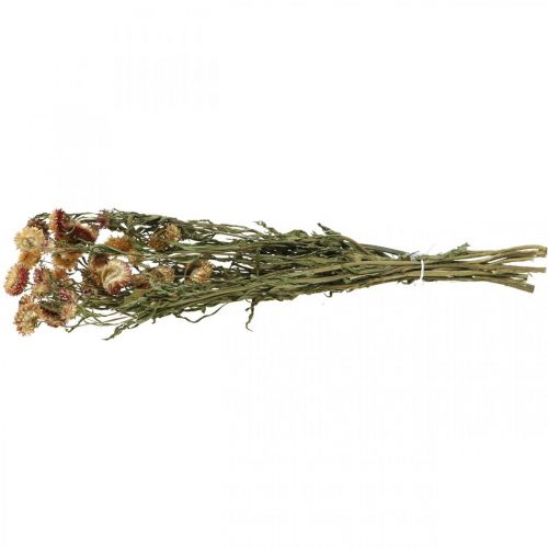 Artikel Strobloem Geel, Rood gedroogde Helichrysum gedroogde bloem 50cm 60g