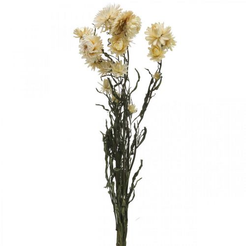 Floristik24 Droge decoratie strobloem crème helichrysum gedroogd 50cm 30g