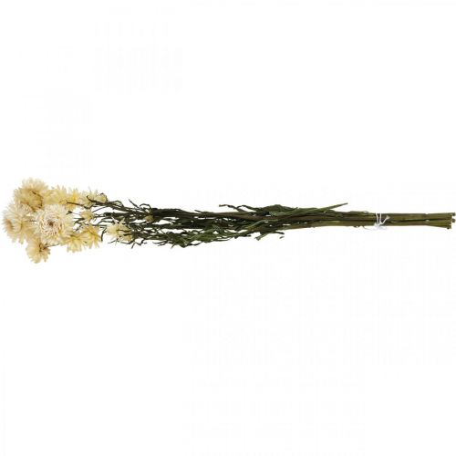 Artikel Droge decoratie strobloem crème helichrysum gedroogd 50cm 30g