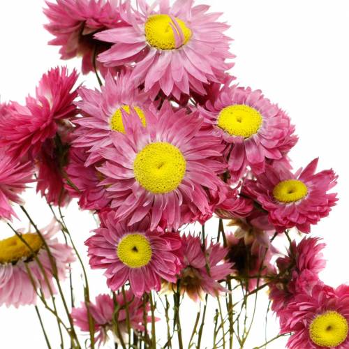 Floristik24 Strobloem in een bos Roze droogbloemen 25g