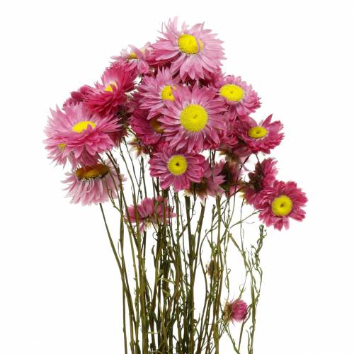 Floristik24 Strobloem in een bos Roze droogbloemen 25g