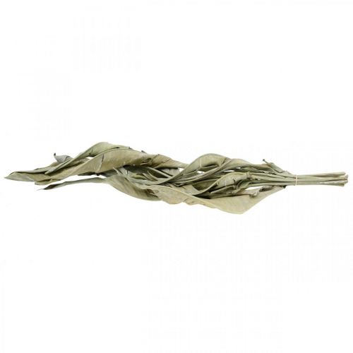 Floristik24 Strelitzia bladeren gedroogd groen mat 45-80cm 10 st