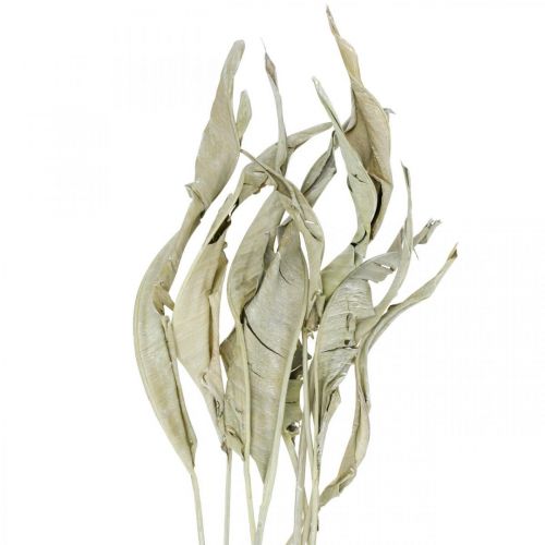 Floristik24 Strelitzia bladeren gedroogd groen mat 45-80cm 10 st