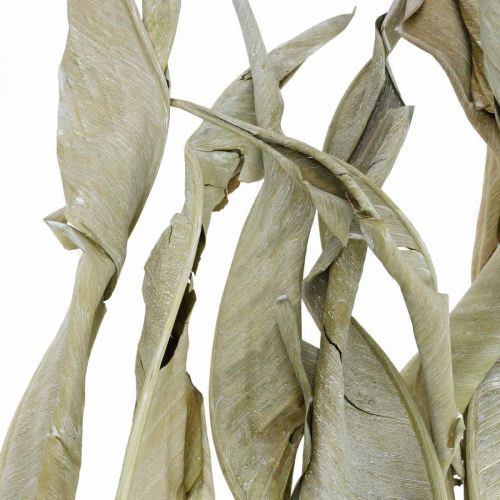 Floristik24 Strelitzia bladeren gedroogd groen mat 45-80cm 10 st