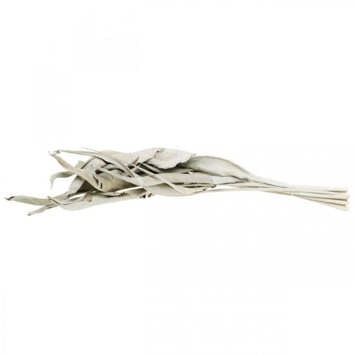 Floristik24 Strelitziabladeren wit gewassen gedroogd 45-80cm 10 st