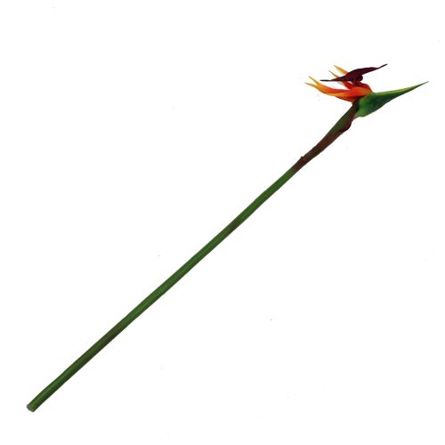 Floristik24 Strelitzia paradijsvogel bloem 62cm