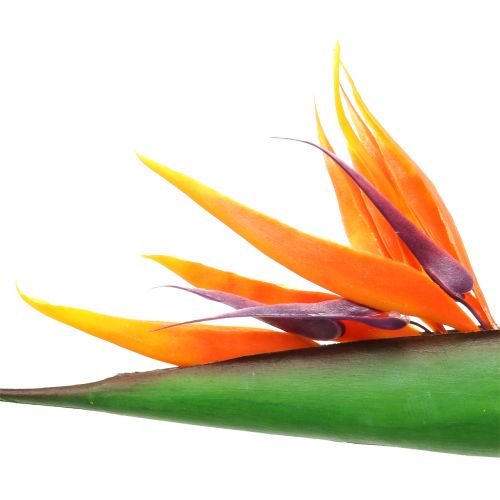 Floristik24 Strelitzia Paradijsvogel 95cm