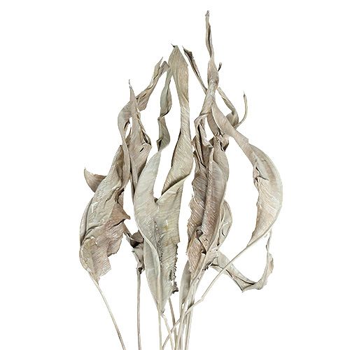 Floristik24 Decoratieve bladeren Strelitzia bladeren white washed 120cm 10 st
