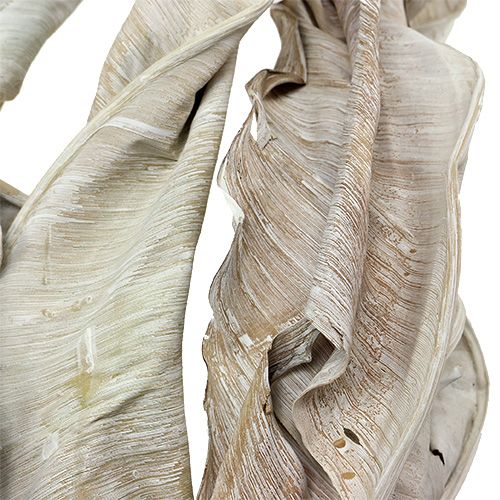 Floristik24 Decoratieve bladeren Strelitzia bladeren white washed 120cm 10 st