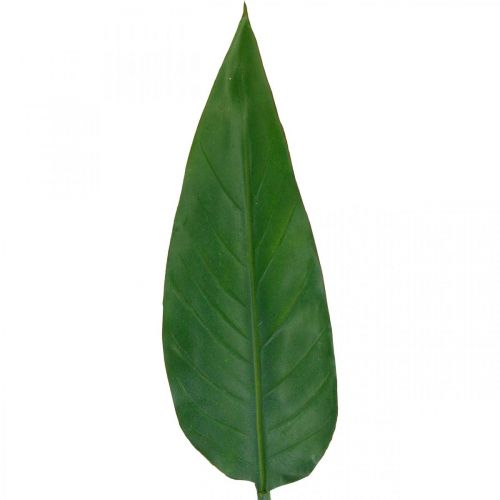 Floristik24 Strelitzia Papegaaibloem Decoratief Blad Strelitzia Blad Groen L81cm