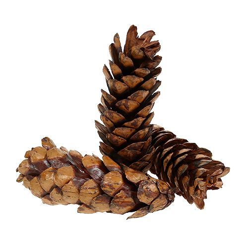 Artikel Strobus kegels 15 - 20cm beschilderd 100 stuks