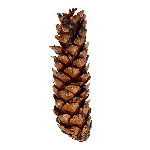 Artikel Strobus kegels 15 - 20cm beschilderd 100 stuks