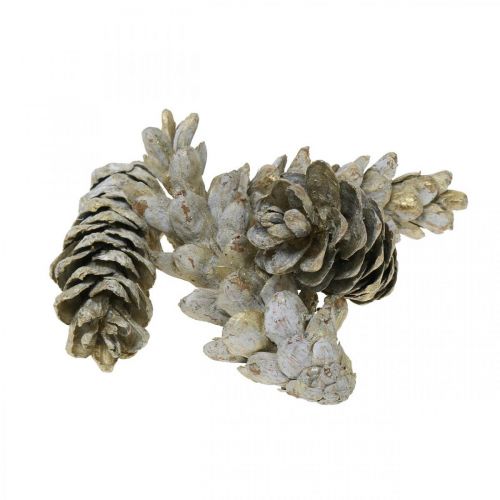Floristik24 Strobus kegels, Kerstmis, adventsdecoratie, witte kegels naturel, goudkleurig L9–14cm 20 stuks