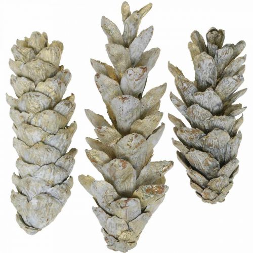 Floristik24 Strobus kegels, Kerstmis, adventsdecoratie, witte kegels naturel, goudkleurig L9–14cm 20 stuks