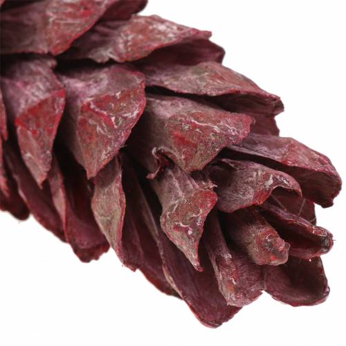 Strobus kegel naturel decoratie rood 15cm - 20cm 50st