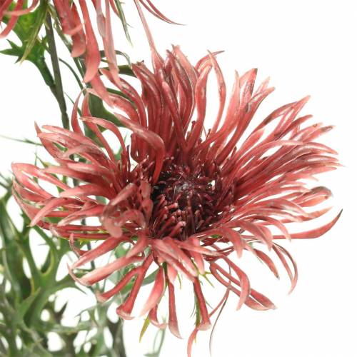 Floristik24 Xanthium tak Bordeaux 69cm 3st