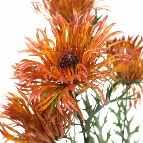 Floristik24 Xanthiumtak oranje 69cm 3st