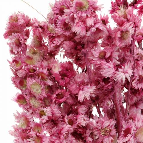 Floristik24 Gedroogde Bloemen Roze Gedroogde Bloemen Boeket Gedroogde Bloemen Roze H21cm