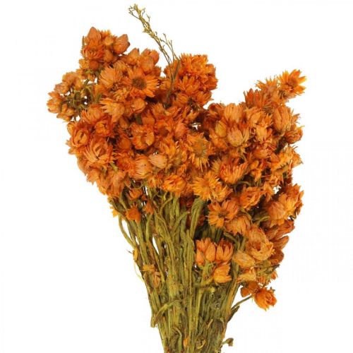 Floristik24 Strobloemen Gedroogde bloemen Oranje Klein 15g